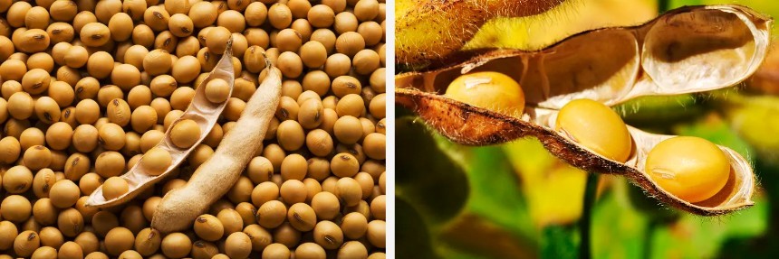 Best Soy Lecithin